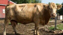 Apocalypse Cow Apocalypse Cow
