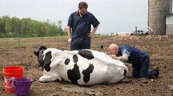 How Now Smelly Cow How Now Smelly Cow