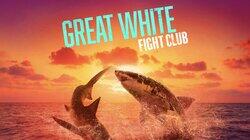 Great White Fight Club Great White Fight Club