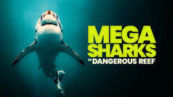 Megasharks of Dangerous Reef Megasharks of Dangerous Reef