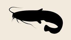 Catfish: The Billion Pound Romance Scam Catfish: The Billion Pound Romance Scam