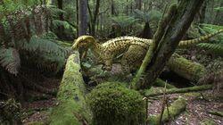 Australia's First 4 Billion Years - Monsters Australia's First 4 Billion Years - Monsters