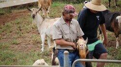 Case of the Horny Goat Case of the Horny Goat