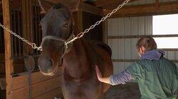 Cold Your Horses Cold Your Horses