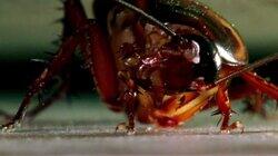 Roaches, Mice and Raccoons Roaches, Mice and Raccoons