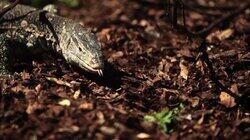 Flesh Eating Lizard