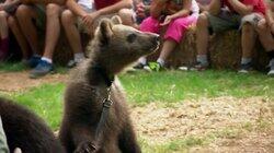 Porter Ridge Bear Fair Porter Ridge Bear Fair