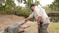 One Bad Gator One Bad Gator