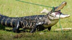 Alligator Attack Alligator Attack