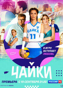 Чайки Чайки