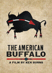 The American Buffalo The American Buffalo