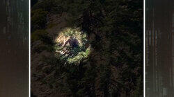 The Nightcrawler and the Beast in the Trees The Nightcrawler and the Beast in the Trees