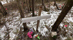 The Tree That Helped Solve a Murder The Tree That Helped Solve a Murder