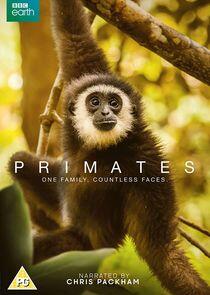 Primates Primates