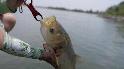 The Invasive Carp Disaster The Invasive Carp Disaster