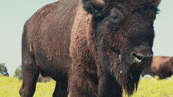 Bison-Bison-Bison Bison-Bison-Bison