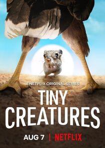 Tiny Creatures Tiny Creatures