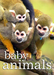 Baby Animals Baby Animals