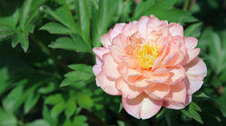 Nara: Tranquil Temples and Bountiful Blooms Nara: Tranquil Temples and Bountiful Blooms