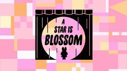 A Star Is Blossom A Star Is Blossom