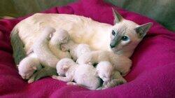 Kittens Kittens