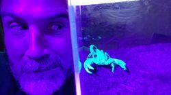 Dr Scorpion Dr Scorpion