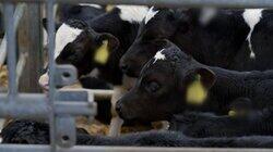 RTÉ Investigates, Live Exports: On the Hoof