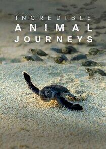 Incredible Animal Journeys