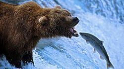 The Great Salmon Run The Great Salmon Run