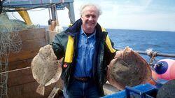 Turbot Turbot
