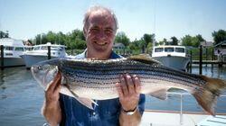 Striped Bass Striped Bass