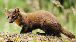 Pine Martens Pine Martens