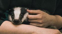 Badgers Badgers