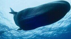 Giants of the Deep Giants of the Deep
