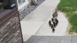 Lawn & Order
