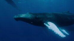 Realm of the Humpbacks Realm of the Humpbacks