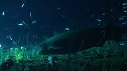 Jurassic Shark Jurassic Shark