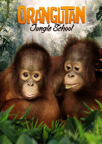 Orangutan Jungle School Orangutan Jungle School