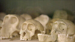 Revealing Our Ancient Ancestors Revealing Our Ancient Ancestors