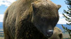 Land of the Cave Bear Land of the Cave Bear