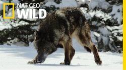 Survival of the Yellowstone Wolves