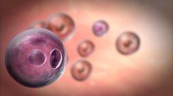 Custom Made Babies - The Future of Human Reproduction Custom Made Babies - The Future of Human Reproduction