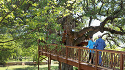 Bon-Appé-Treehouse