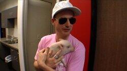 He's Just a Little Mini-Pig He's Just a Little Mini-Pig