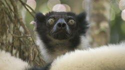 Challenges of Fatherhood - Indri, Madagascar Challenges of Fatherhood - Indri, Madagascar