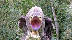 Funny Face - Common Potoo, Brazil Funny Face - Common Potoo, Brazil