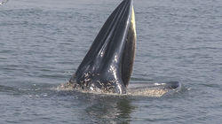 The Great Magician of the Sea - Bryde's Whale, Thailand The Great Magician of the Sea - Bryde's Whale, Thailand