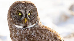 Not All Fluff and Feathers - Great Gray Owl, Canada Not All Fluff and Feathers - Great Gray Owl, Canada