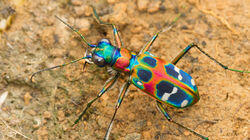 Tiny Terror - Japanese Tiger Beetle, Japan Tiny Terror - Japanese Tiger Beetle, Japan