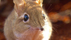 Quick and Tidy! - Sengi, Africa Quick and Tidy! - Sengi, Africa
